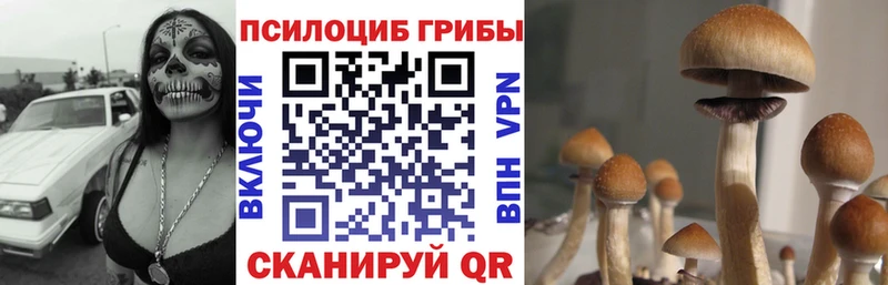 Псилоцибиновые грибы Cubensis  ОМГ ОМГ ссылки  Ревда  хочу наркоту 